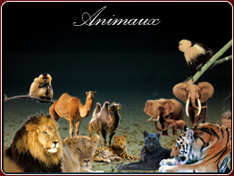animaux-prestations-striptease